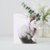 Katzenreiniger Postkarte (Stehend Vorderseite)