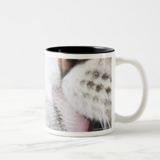 Katzenreinigungstatze, Nahaufnahme Zweifarbige Tasse