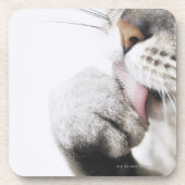 Katzenreinigungstatze Untersetzer (Vorderseite)