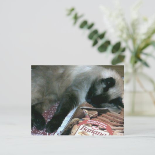 Katzenruhe auf der Postkarte des Kochbuchs (Stehend Vorderseite)