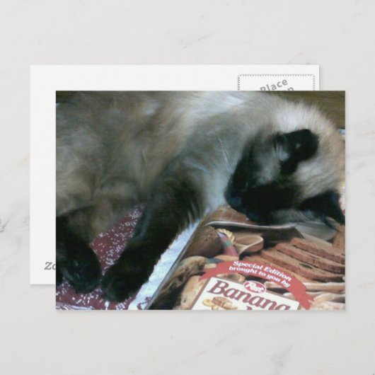 Katzenruhe auf der Postkarte des Kochbuchs (Vorne/Hinten)
