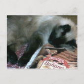 Katzenruhe auf der Postkarte des Kochbuchs (Vorderseite)