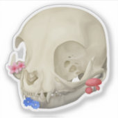 Katzenschädel mit Flora Aufkleber (Vorderseite)