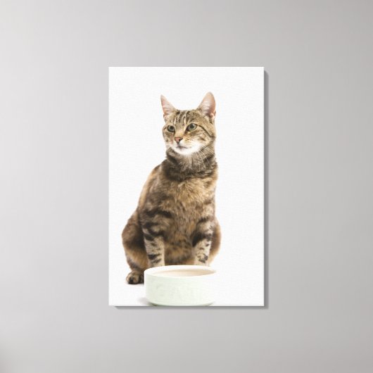 Katzenschale Leinwanddruck (Vorderseite)