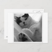 Katzenschwarz und Weiß Postkarte (Vorne/Hinten)