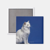 Katzensitze vor blauem Hintergrund Magnet (Vorderseite/Rückseite)