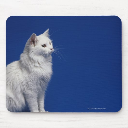Katzensitze vor blauem Hintergrund Mousepad (Vorne)