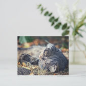 Katzensonnenbaden Postkarte (Stehend Vorderseite)