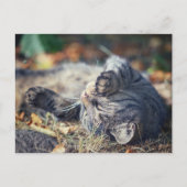 Katzensonnenbaden Postkarte (Vorderseite)