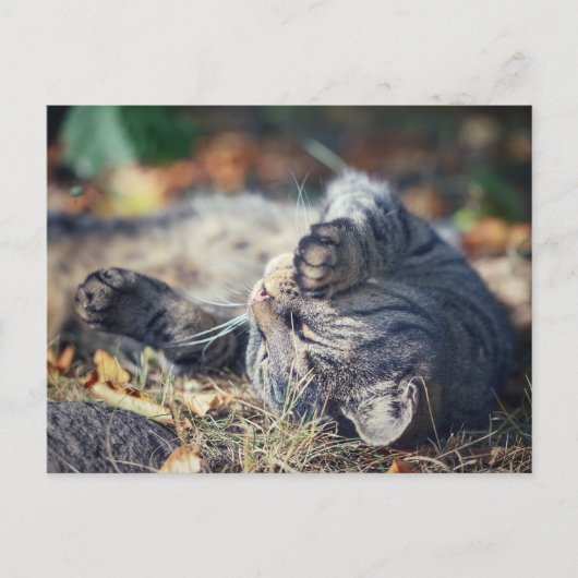 Katzensonnenbaden Postkarte (Vorderseite)