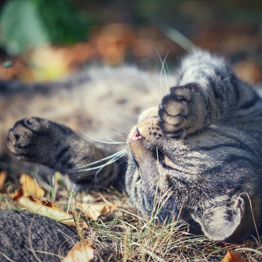 Katzensonnenbaden Postkarte