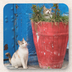 Katzenspiel in Rabat, Marokko Getränkeuntersetzer