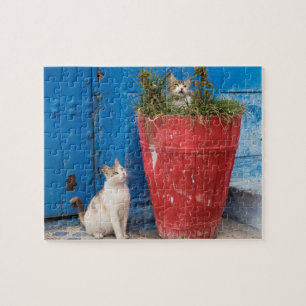 Katzenspiel in Rabat, Marokko Puzzle