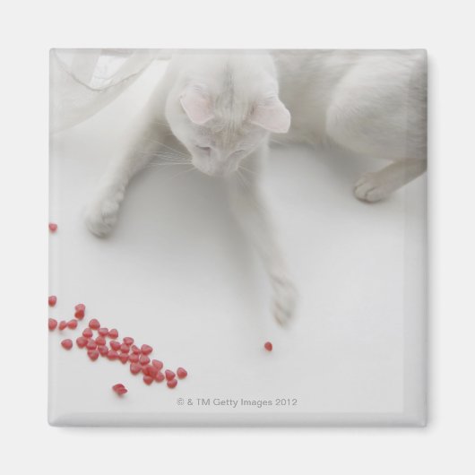 Katzenspiel mit herzförmiger Süßigkeit Magnet (Vorne)