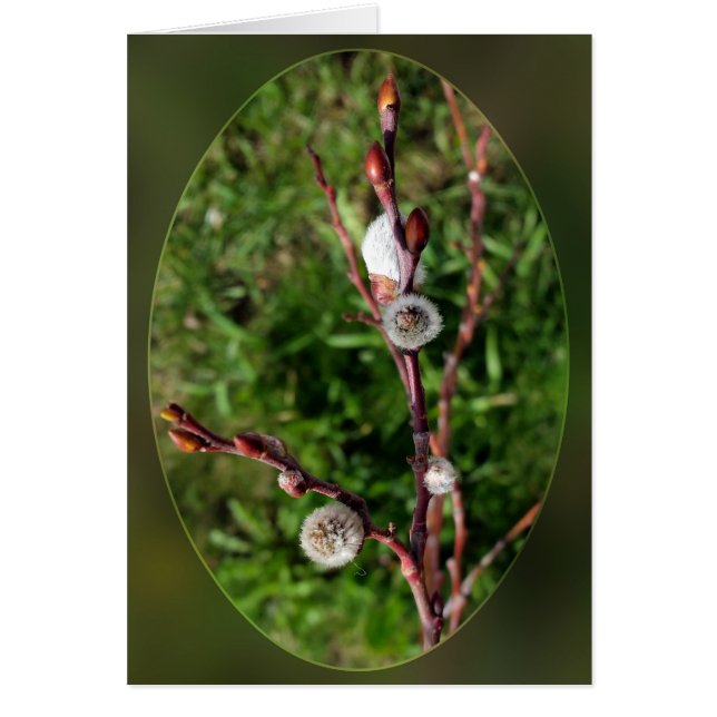 Katzensprung (Vorne)