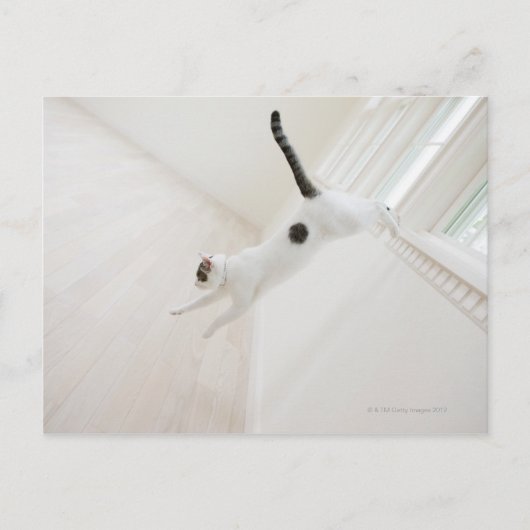 Katzensprung Postkarte (Vorderseite)