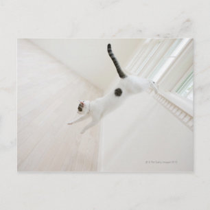 Katzensprung Postkarte