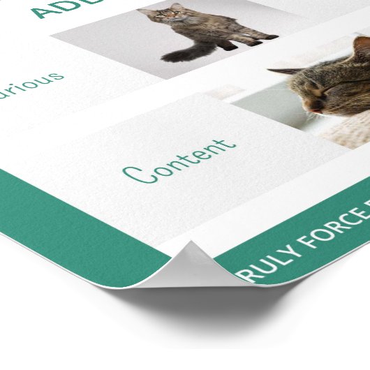 Katzenunterricht 16 x 20 Poster verstehen (Ecke)