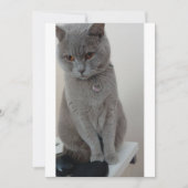 Katzenversuch Einladung (Vorderseite)