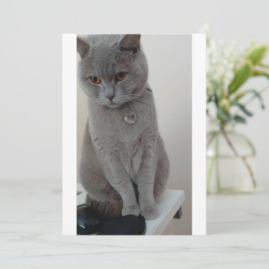 Katzenversuch Einladung (Stehend Vorderseite)