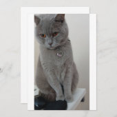 Katzenversuch Einladung (Vorne/Hinten)