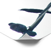 Katzenvögel Akrobatisches Poster (Ecke)