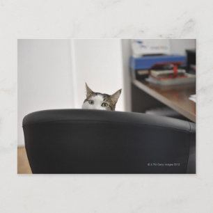 Katzenvorführung eines Bürostuhls in der Nähe Postkarte