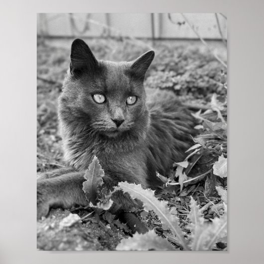 Katzenwandkunst Poster (Vorne)