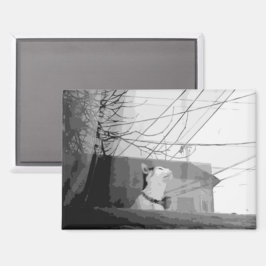 Katzenwickel Magnet (Vorderseite/Rückseite)