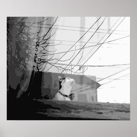 Katzenwickel Poster (Vorne)