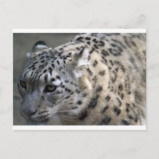 Katzenwildschuh-Leoparden zerstören die Natur Postkarte