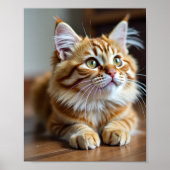 Katzenzeit Poster (Vorne)