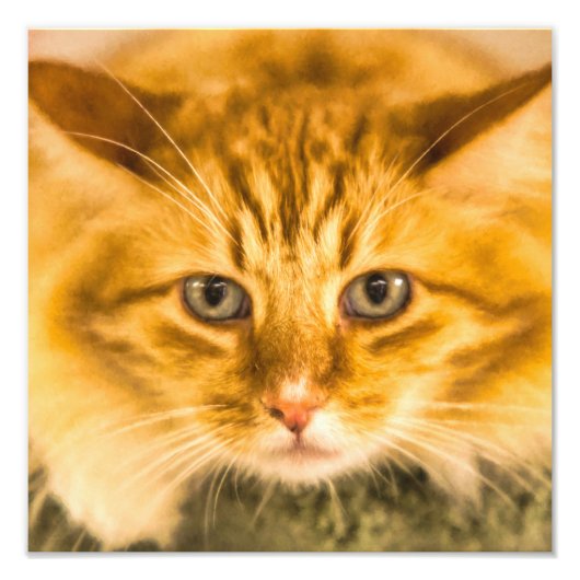 KATZSTARE FÜR MAINE COON FOTODRUCK (Vorne)