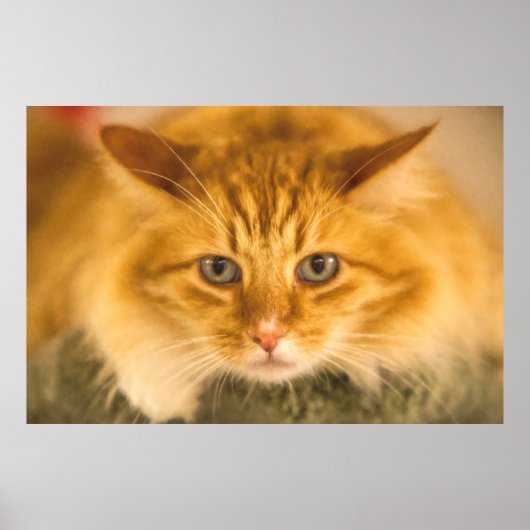 KATZSTARE FÜR MAINE COON POSTER (Vorne)