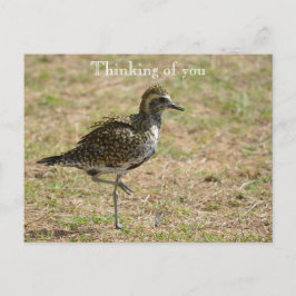 Kauai Hawaii Bird auf Grass Thinking von Ihnen Postkarte