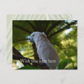 Kauai Hawaii Bird in einem Baum Postkarte (Vorne/Hinten)