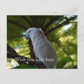 Kauai Hawaii Bird in einem Baum Postkarte (Vorderseite)