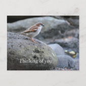 Kauai Hawaii Bird on Rocks Denken Sie an Sie Postkarte (Vorderseite)