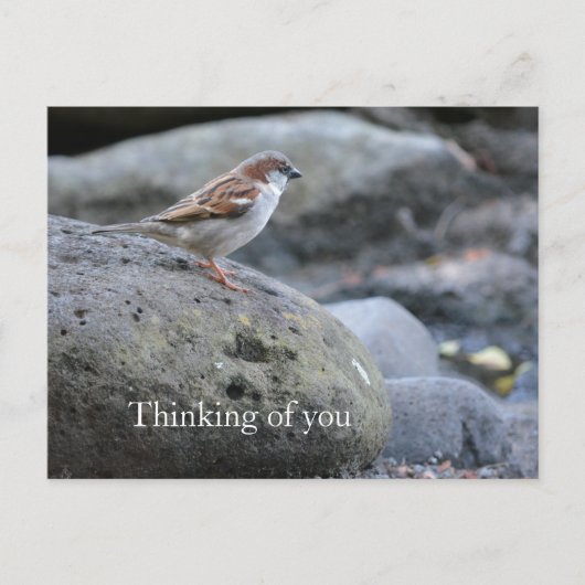 Kauai Hawaii Bird on Rocks Denken Sie an Sie Postkarte (Vorderseite)