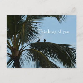 Kauai Hawaii Birds in Palm Tree Postkarte