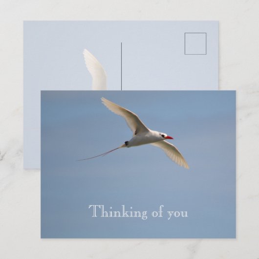 Kauai Hawaii Kilauea Flying Red Tailing Tropicbird Postkarte (Vorne/Hinten)