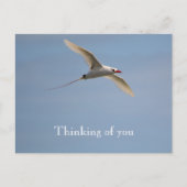 Kauai Hawaii Kilauea Flying Red Tailing Tropicbird Postkarte (Vorderseite)