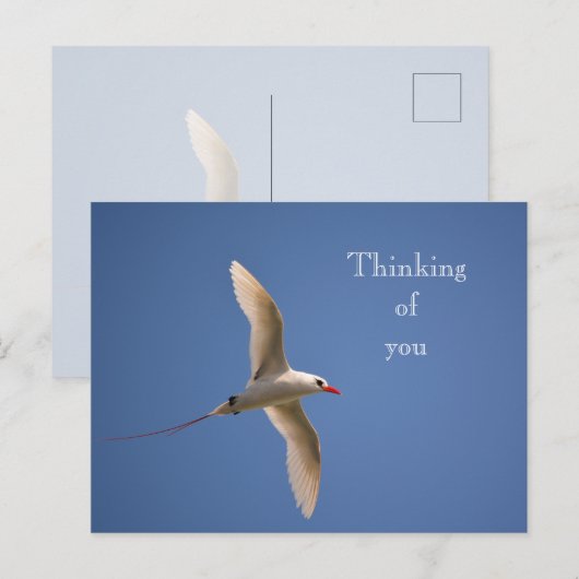 Kauai Hawaii Kilauea Red Tailing Tropicbird Postkarte (Vorne/Hinten)