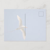 Kauai Hawaii Kilauea Red Tailing Tropicbird Postkarte (Rückseite)