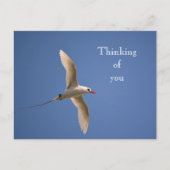 Kauai Hawaii Kilauea Red Tailing Tropicbird Postkarte (Vorderseite)