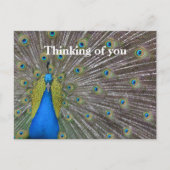 Kauai Hawaii Peacock Feathers Postkarte (Vorderseite)