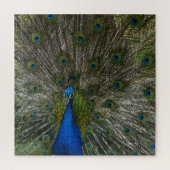 Kauai Hawaii Peacock Feathers Puzzle (Vertikal)