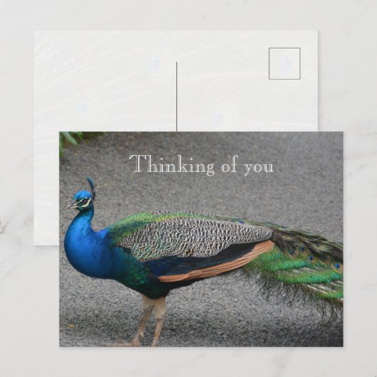 Kauai Hawaii Pfau Postkarte (Vorne/Hinten)