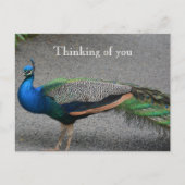 Kauai Hawaii Pfau Postkarte (Vorderseite)