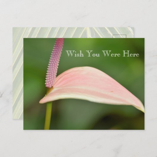 Kauai Hawaii Pink Anthurium Blume Postkarte (Vorne/Hinten)